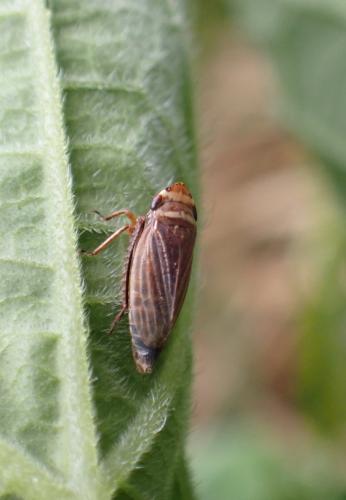 Aphrodes (bicinctus-makarovi)